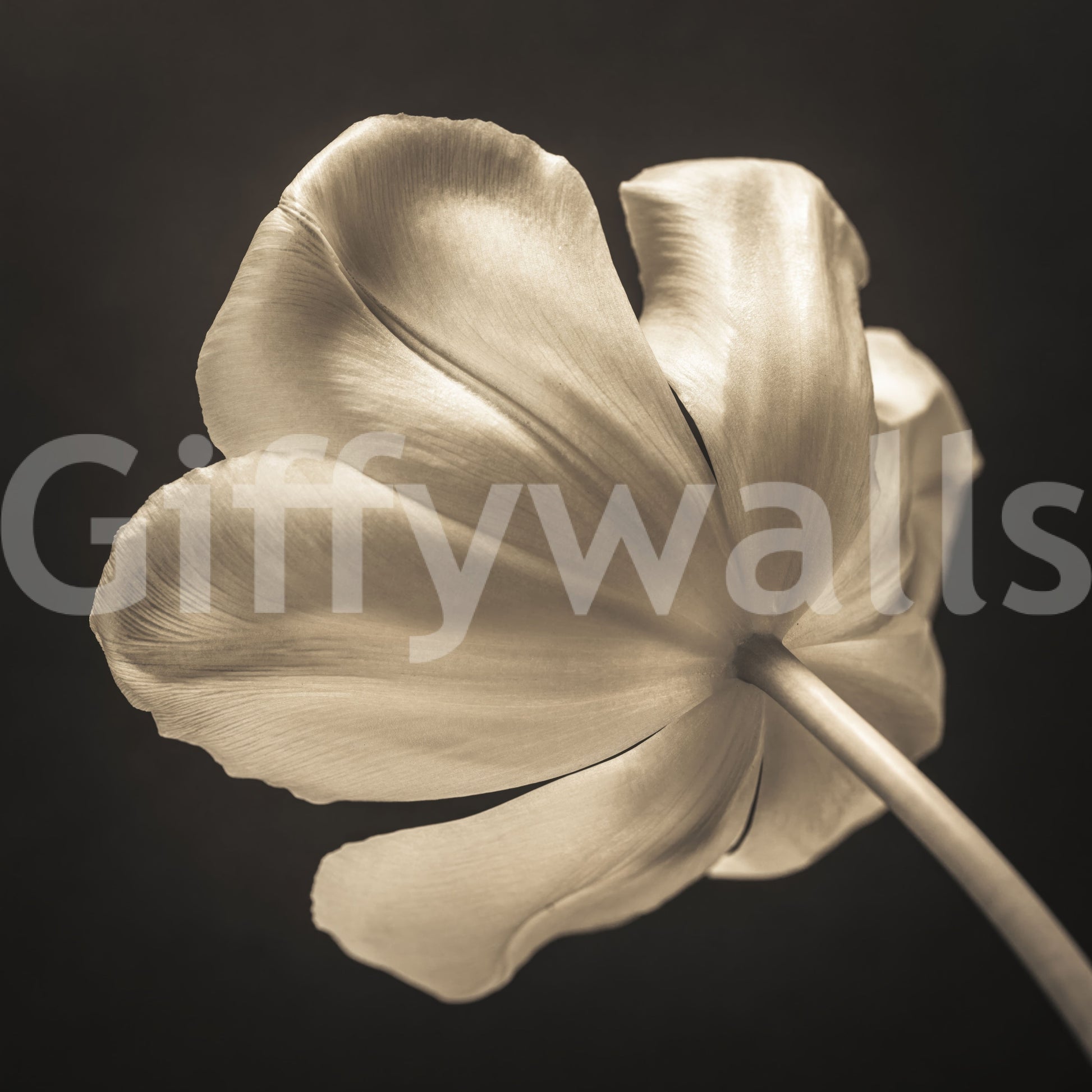 Tulip Bloom wallpaper showing warm cream gradations and sculptural petal form, GD9745