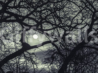 Gothic moon and branch wall mural in dark teal and blue-grey tones, GD9749
