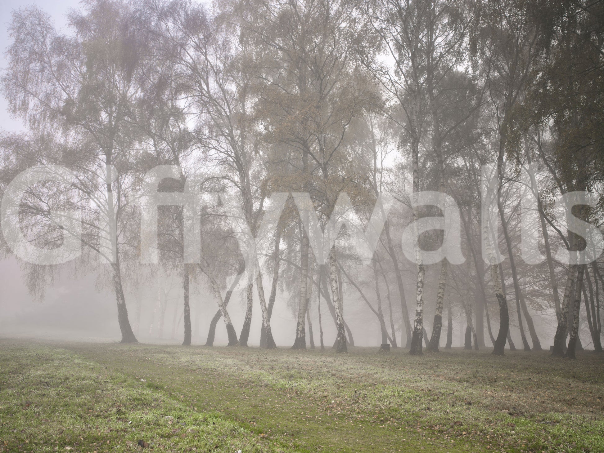 Misty Birch Grove Wall Mural with Winter fog effect in a birch forest.