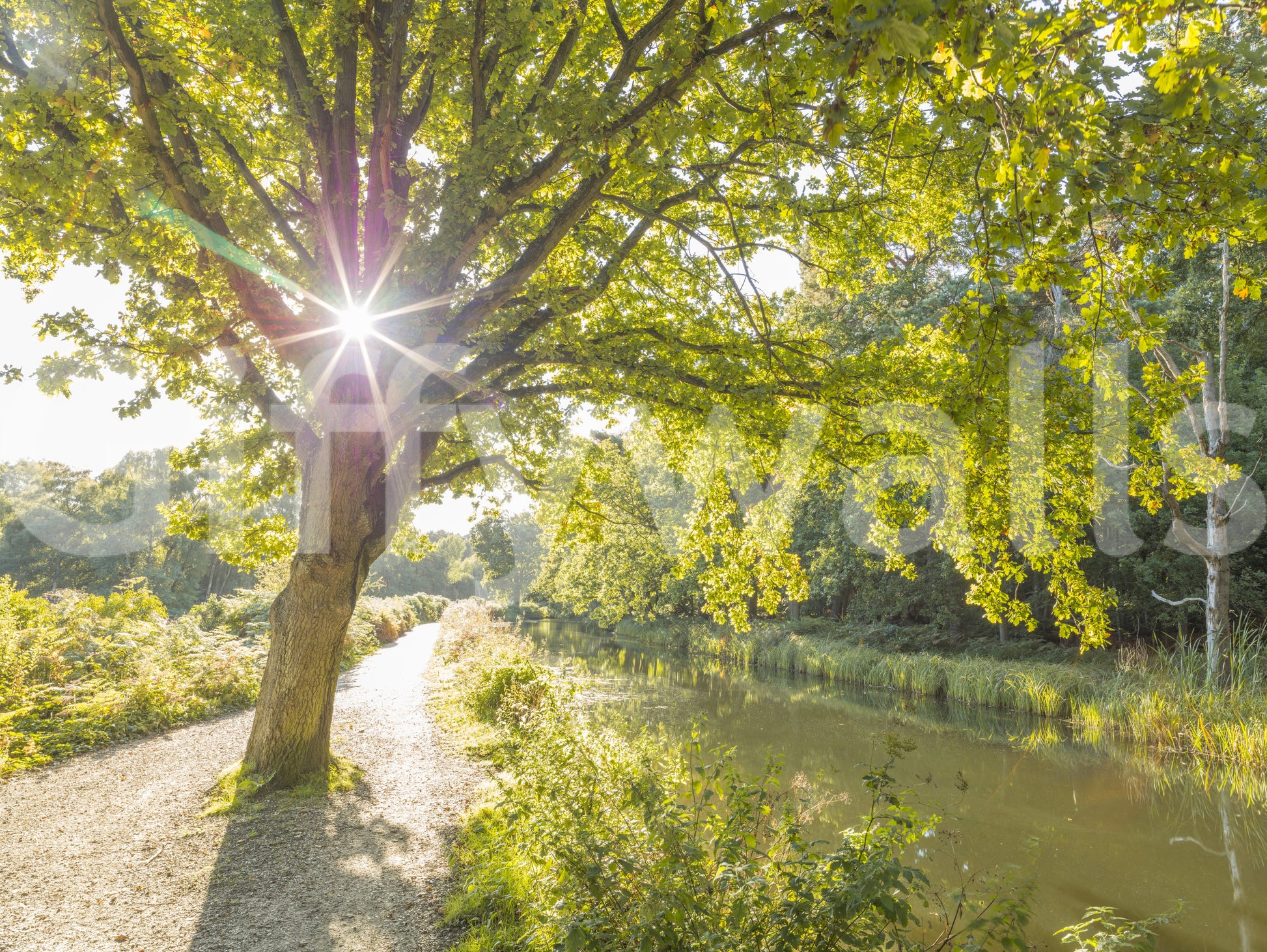Sunlit path through tree branches showing a shaded path wall mural., GD9861