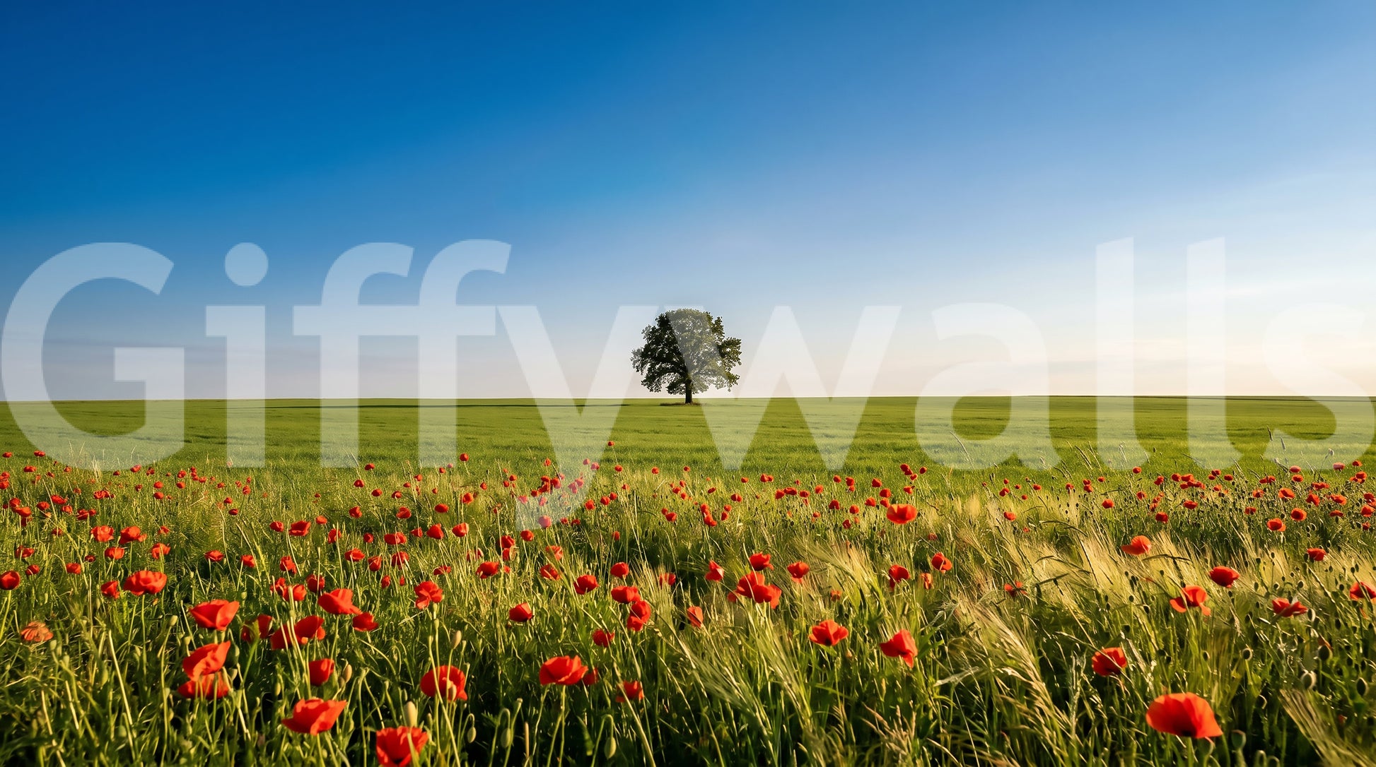 Vibrant poppy field wall mural with blue sky and nature landscape scene., GD9896