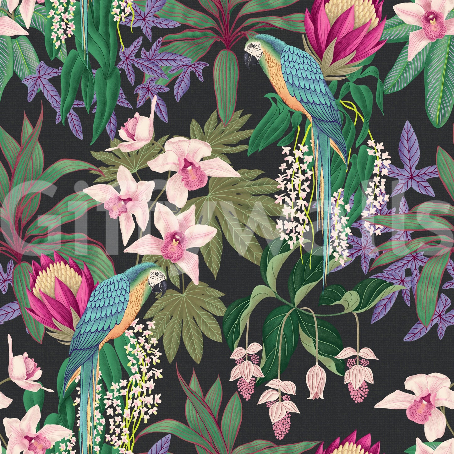 Lush botanical foliage surrounds the birds in this dark Tropical Macaw wallpaper., GD9938