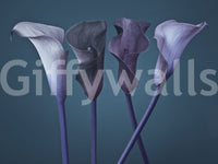 Calla lily wall mural in twilight purple, blue and charcoal tones.