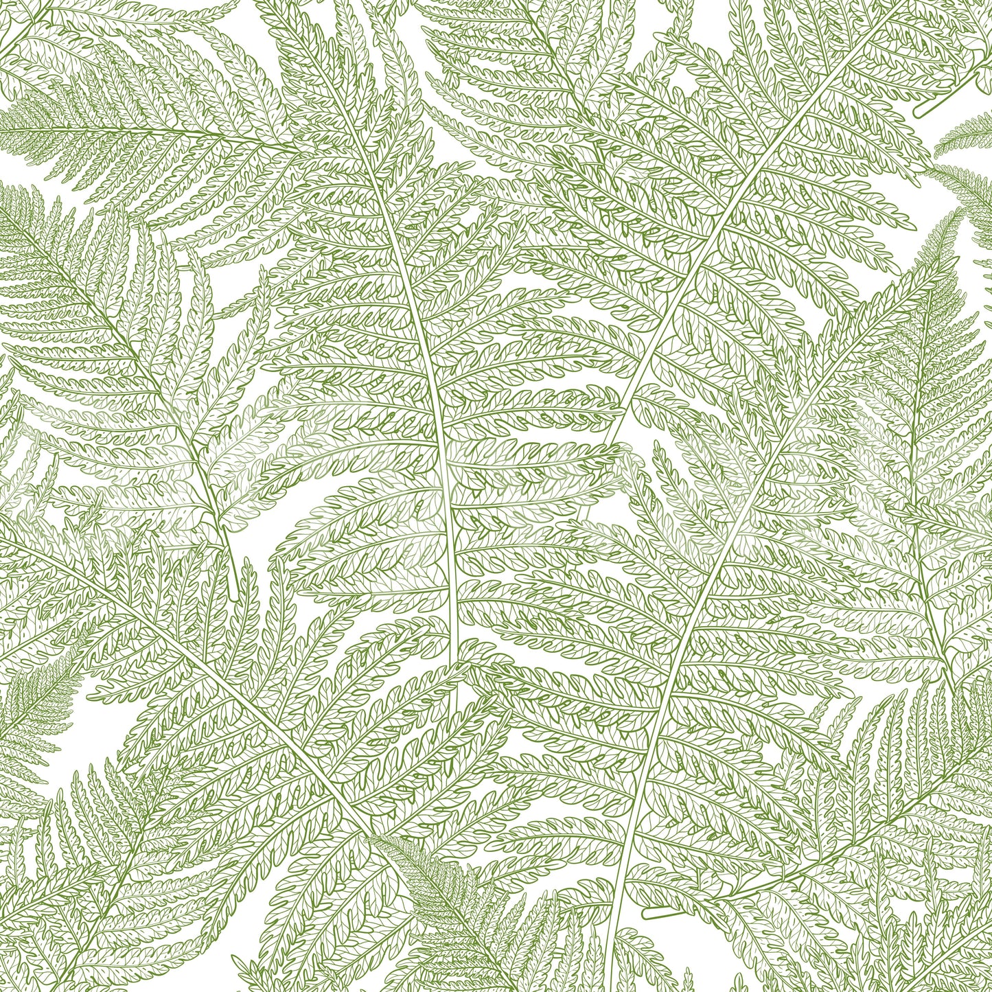 Botanical wallscapes fern wallpaper with white background., GD10210