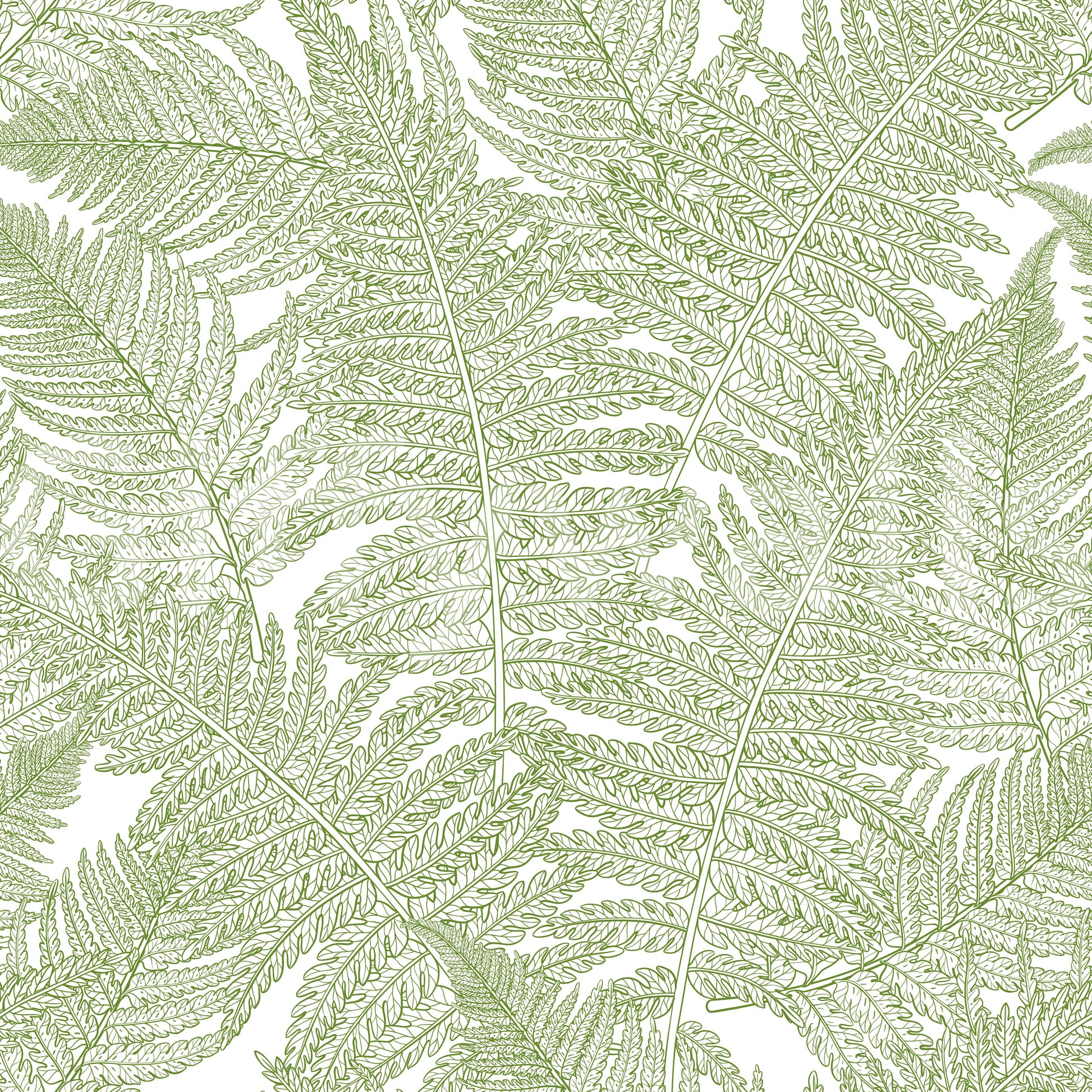 Botanical wallscapes fern wallpaper with white background., GD10210