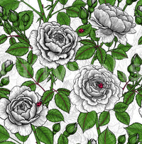 White rose garden wallpaper with monochrome blooms and green leaves on white., GD10398