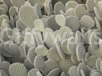 Cacti background wall mural with Muted sage green tone surface., GD10421