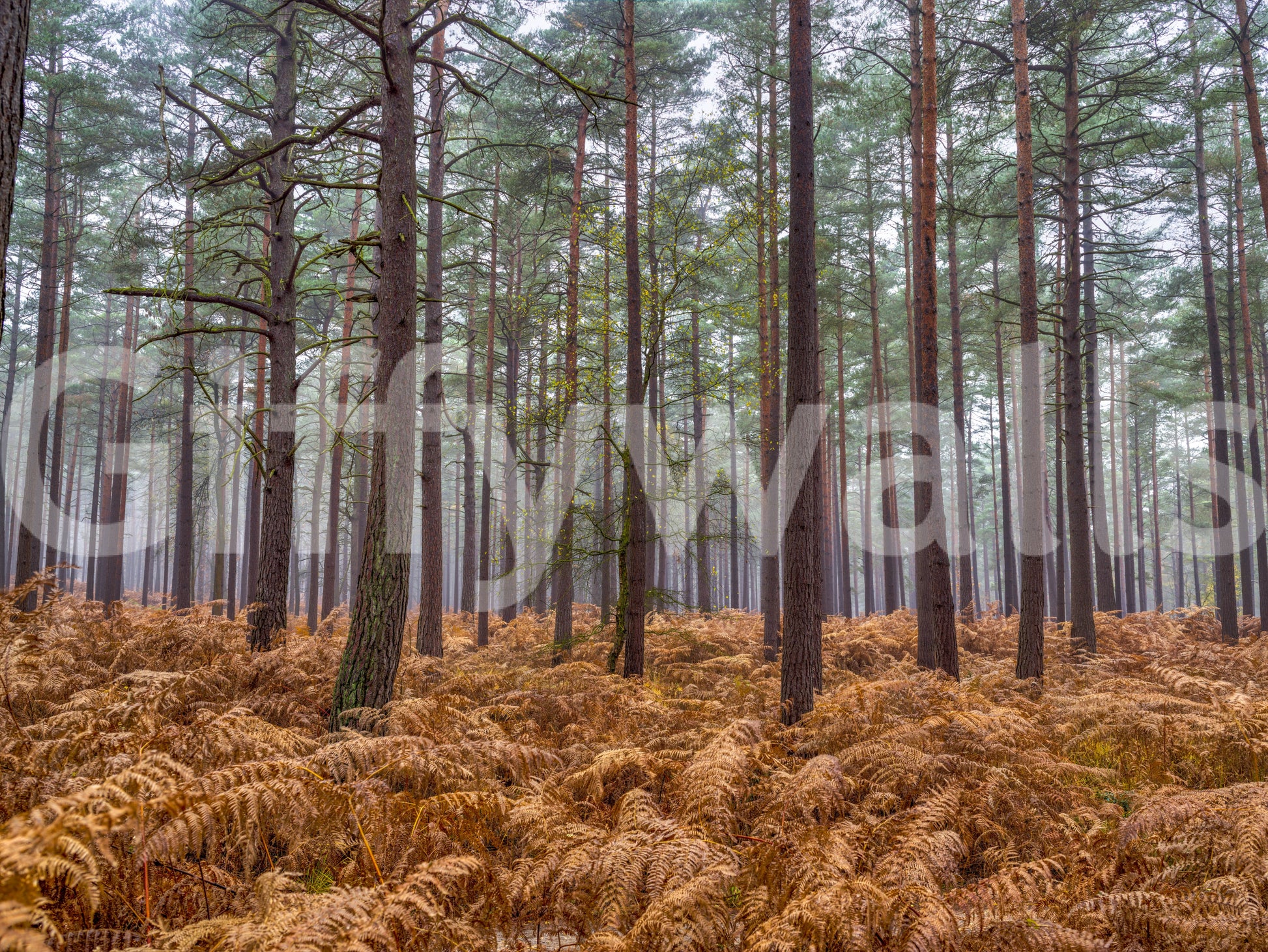 Forest wall mural showing amber fern and pine bark colour palette., GD10424