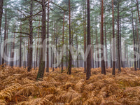 Forest wall mural showing amber fern and pine bark colour palette., GD10424