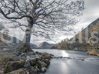 Ancient oak silent waters wall mural base with grey and green tones., GD10431