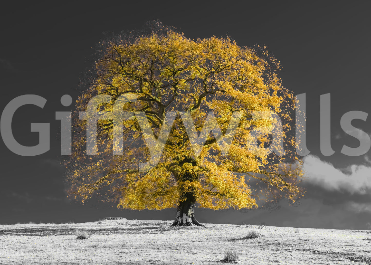Tree wall mural with warm golden leaves and dark branches on grey background., GD10438