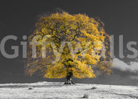 Tree wall mural with warm golden leaves and dark branches on grey background., GD10438
