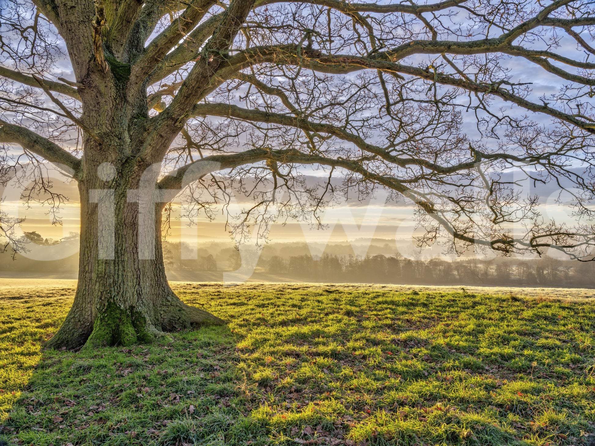 The golden dawn oak tree mural with Green and gold toned landscape base., GD10441