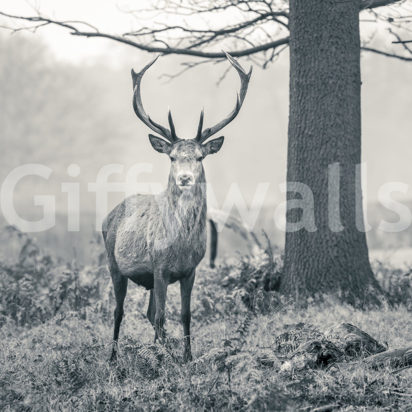 Woodland Sentinel wall mural with monochrome grey and charcoal tone., GD10444