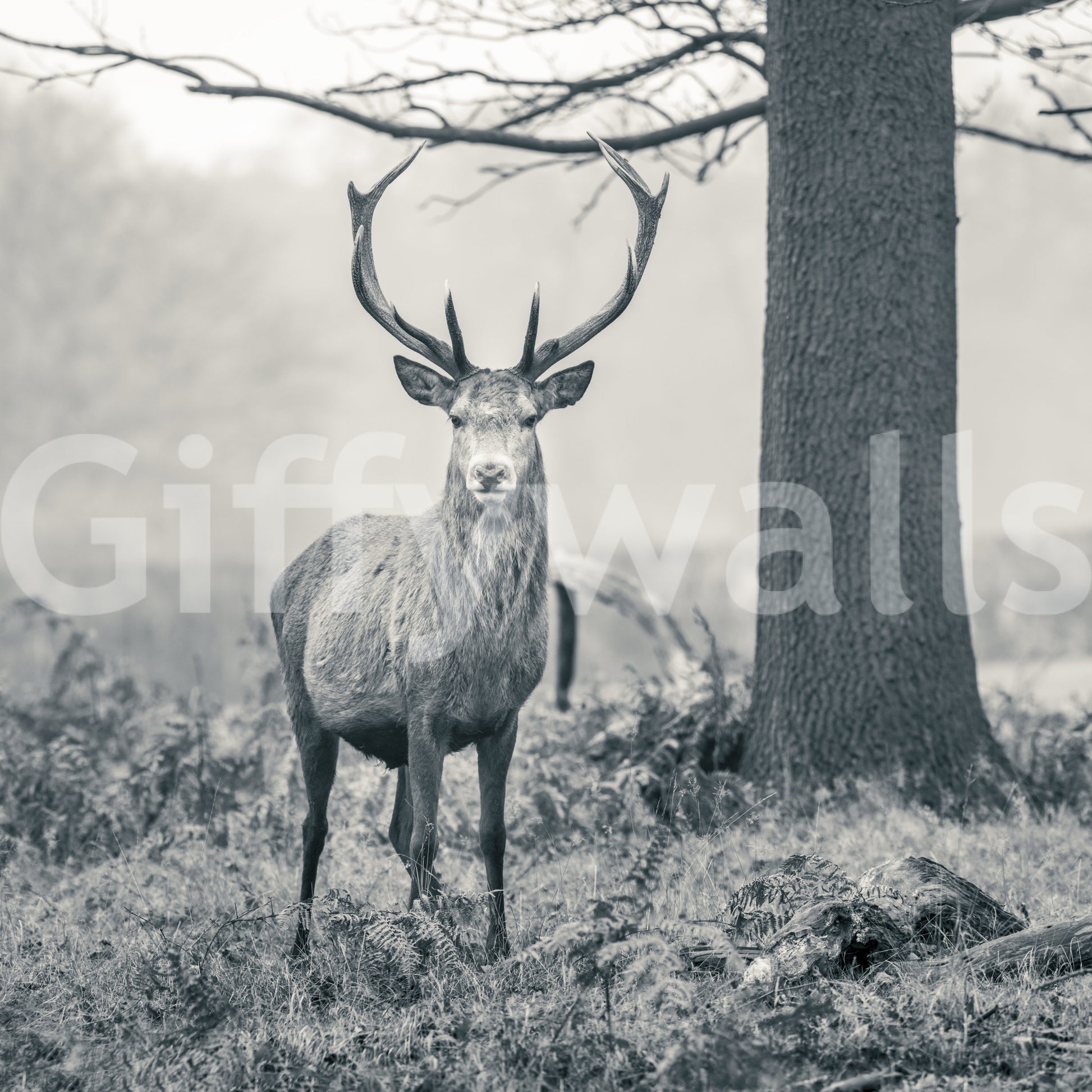 Woodland Sentinel wall mural with monochrome grey and charcoal tone., GD10444