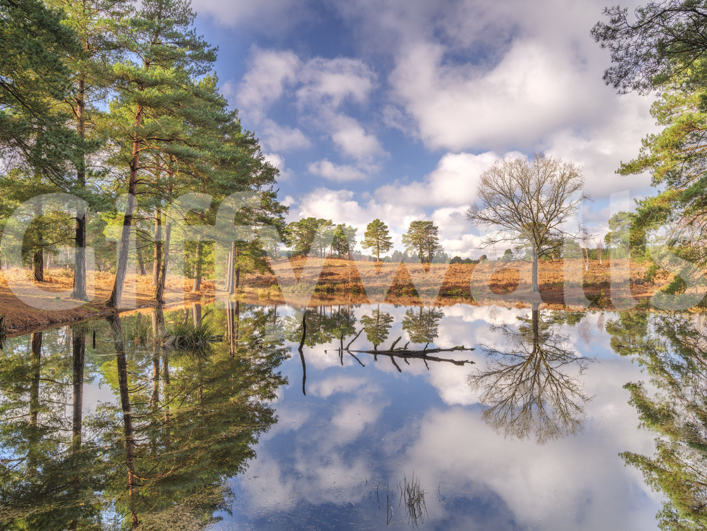 Serene Woodland Reflection wall mural with green and blue natural tones., GD10446