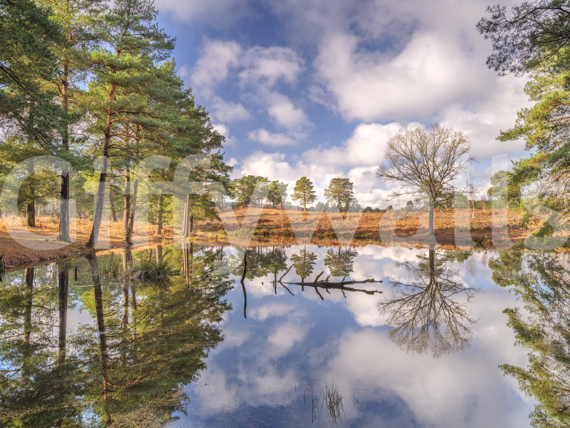 Serene Woodland Reflection wall mural with green and blue natural tones., GD10446