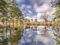 Serene Woodland Reflection wall mural with green and blue natural tones., GD10446