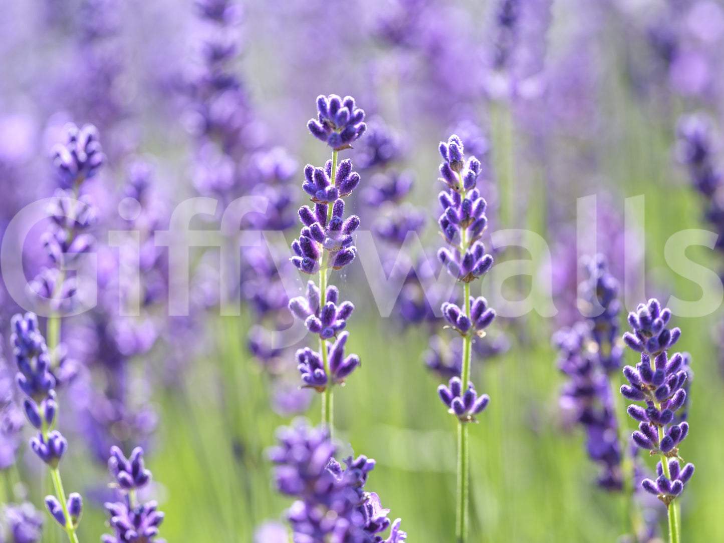 Soft green and violet blended tones in the Serene Lavender Blooms mural., GD10456