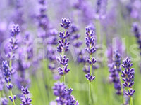 Soft green and violet blended tones in the Serene Lavender Blooms mural., GD10456