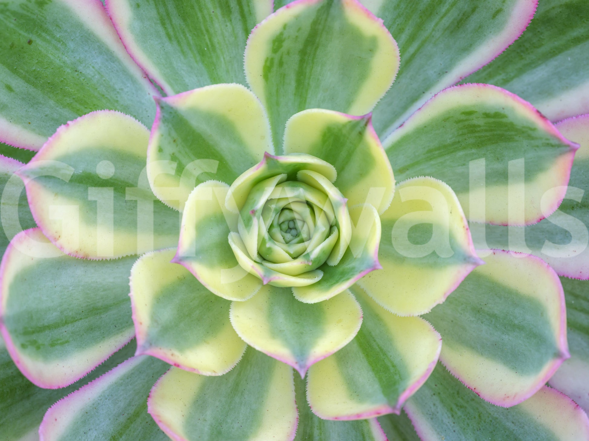 Succulent Serenity Wall Mural with Blended green and cream tones., GD10457