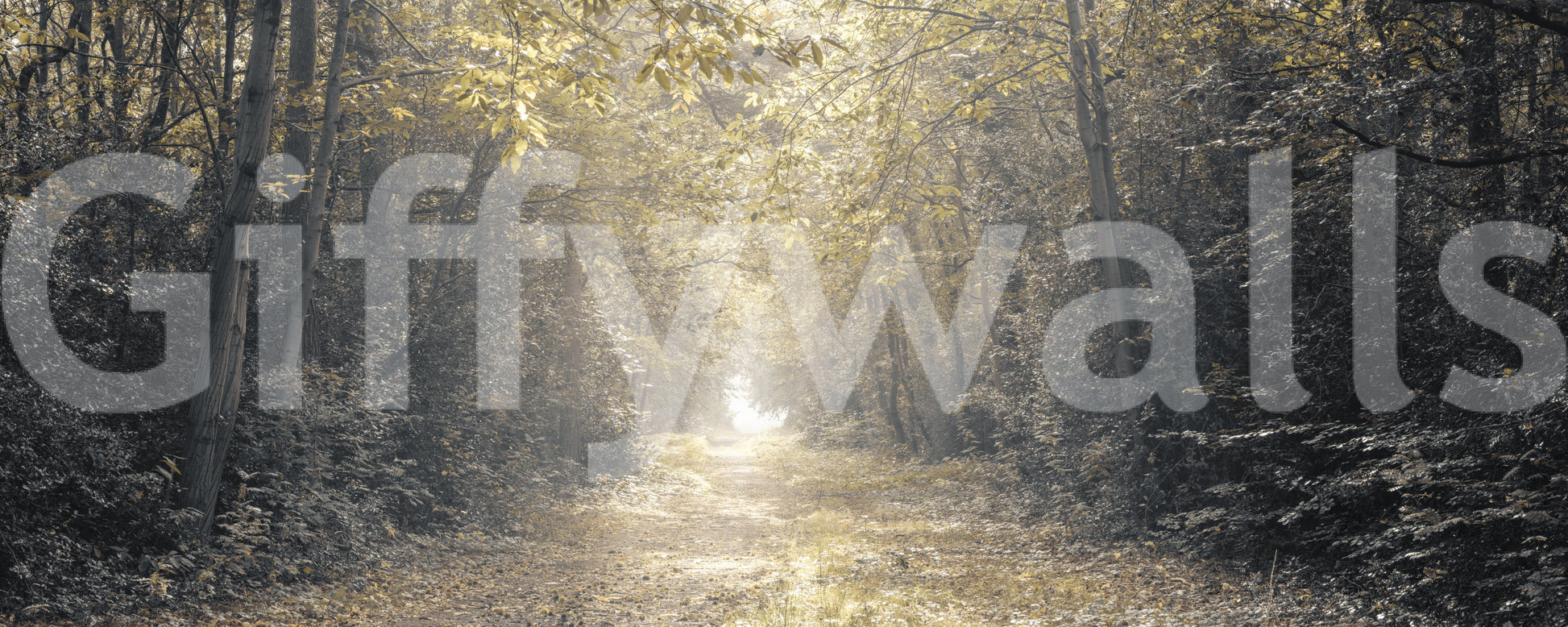 Forest Glow Pathway Wall Mural with golden light on a misty woodland trail.