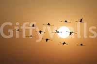 Golden horizon flock wall mural with flamingo silhouettes against amber sunset sky., GD10459