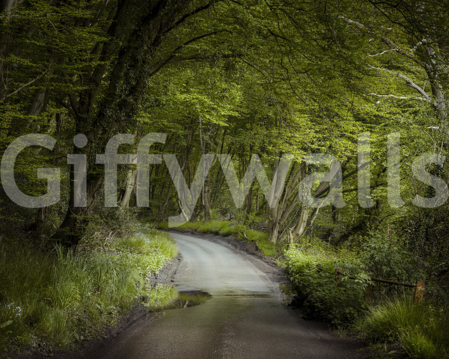 Enchanted forest pathway wall mural with winding road under green tree canopy.