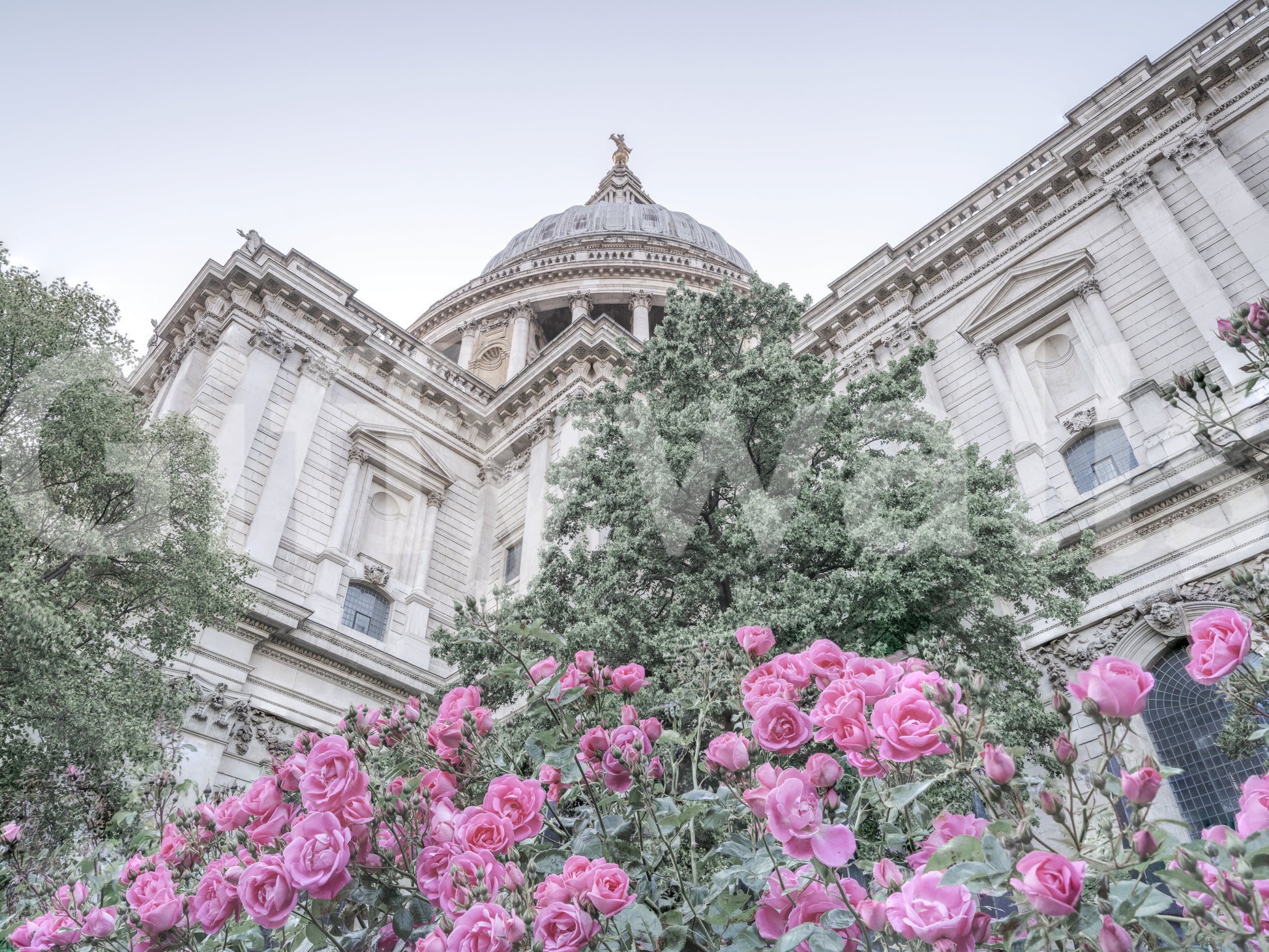 St. Paul's Rose Garden Vista wall mural with pink roses and dome., GD10466