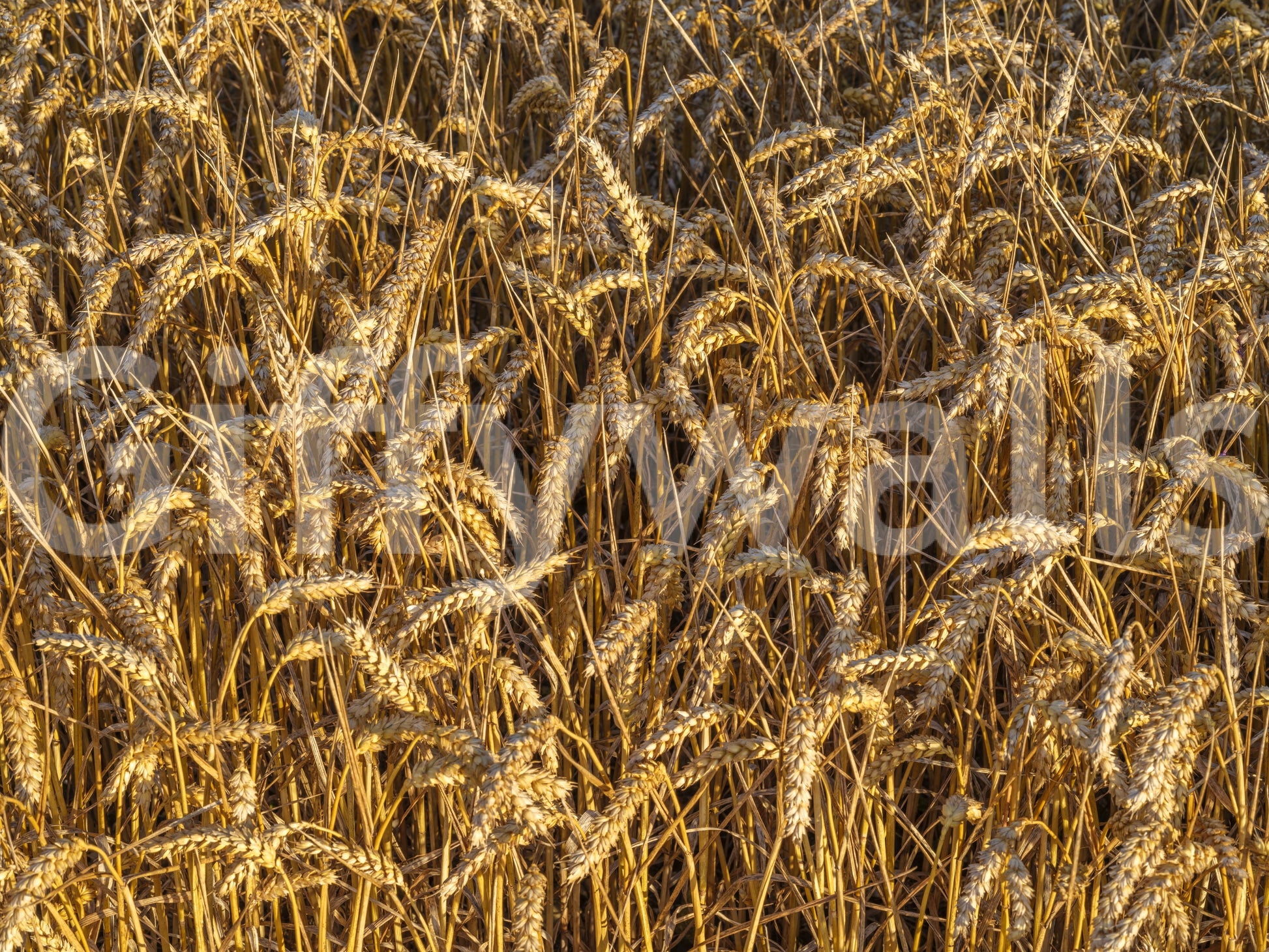 Golden harvest field wall mural showing wheat grain colours., GD10481