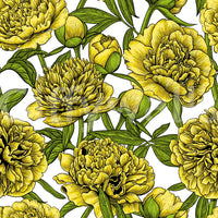Golden Peony Blossom Wallpaper Wallpaper⁠