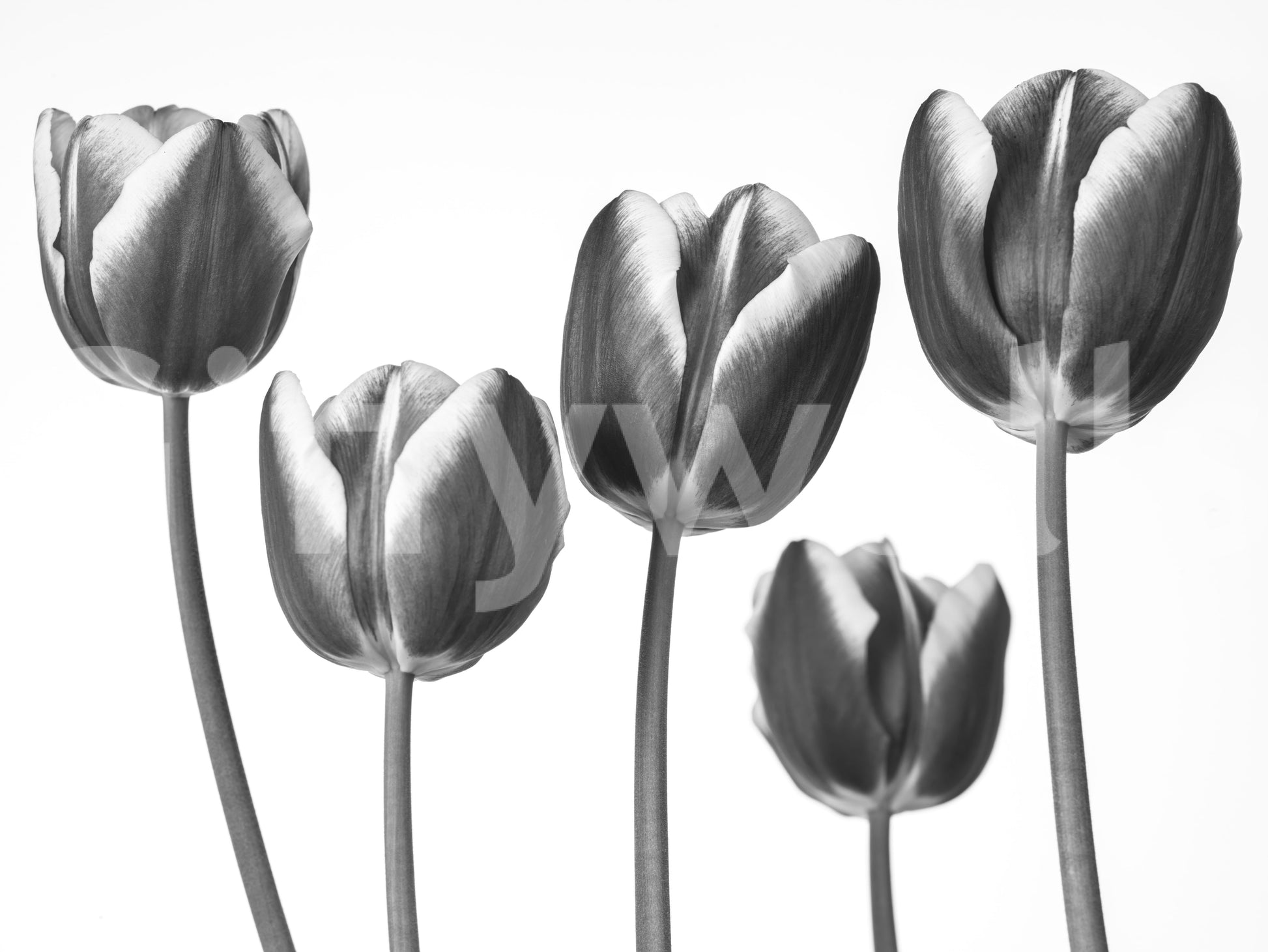 Elegant Monochrome Tulips Wallpaper Wall Mural
