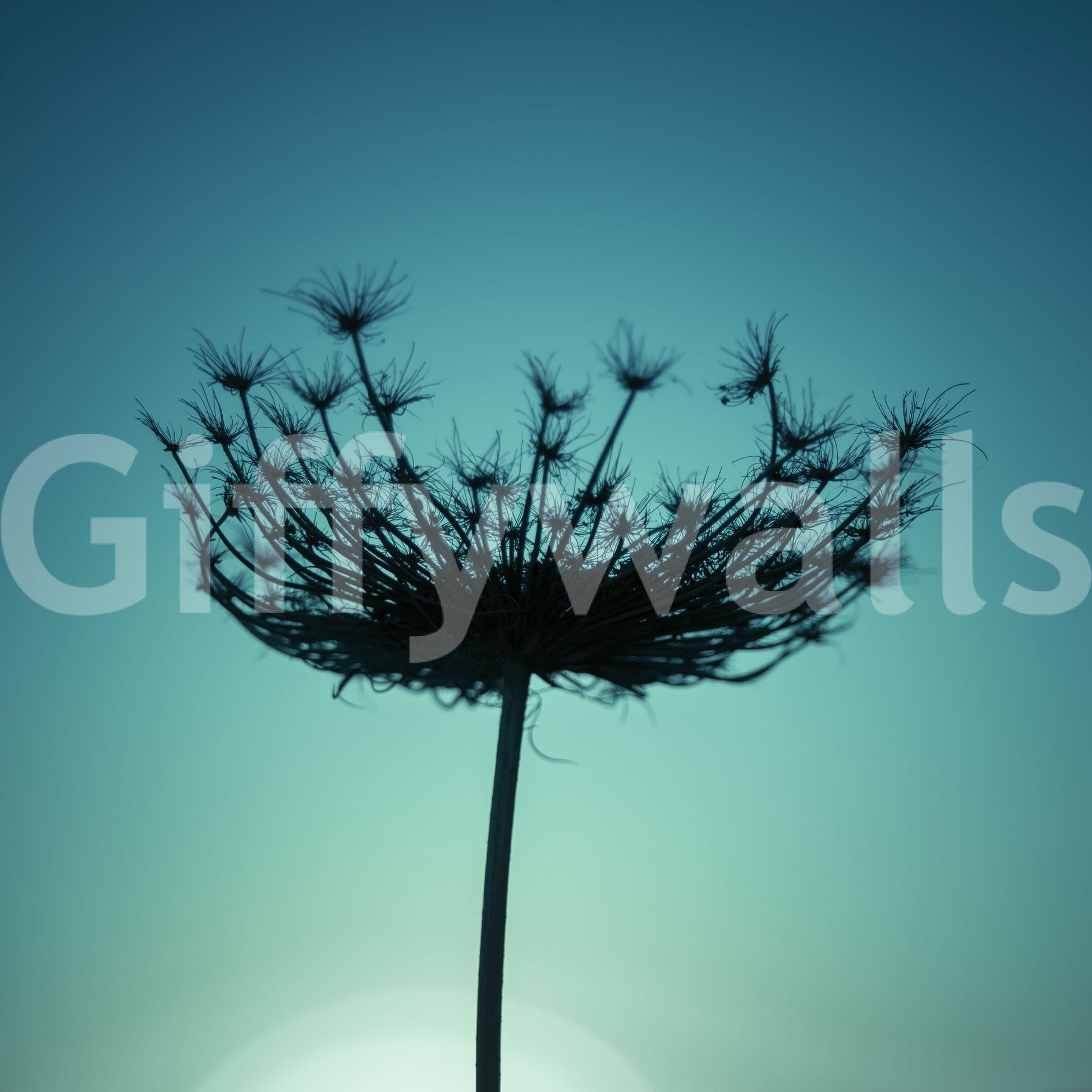 Teal Wildflower Silhouette Wall Mural
