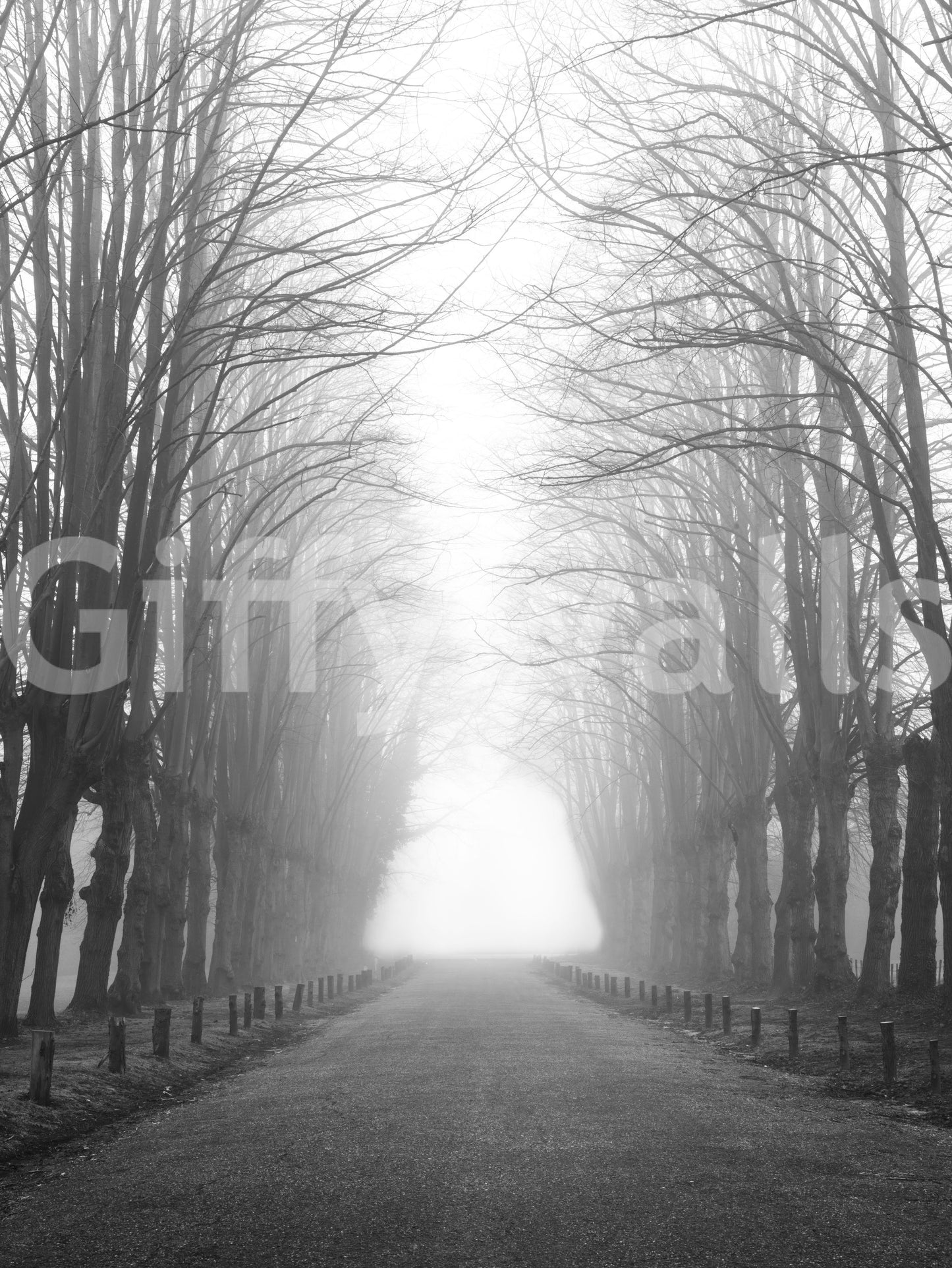Winter Path of Whispering Trees Wall Mural