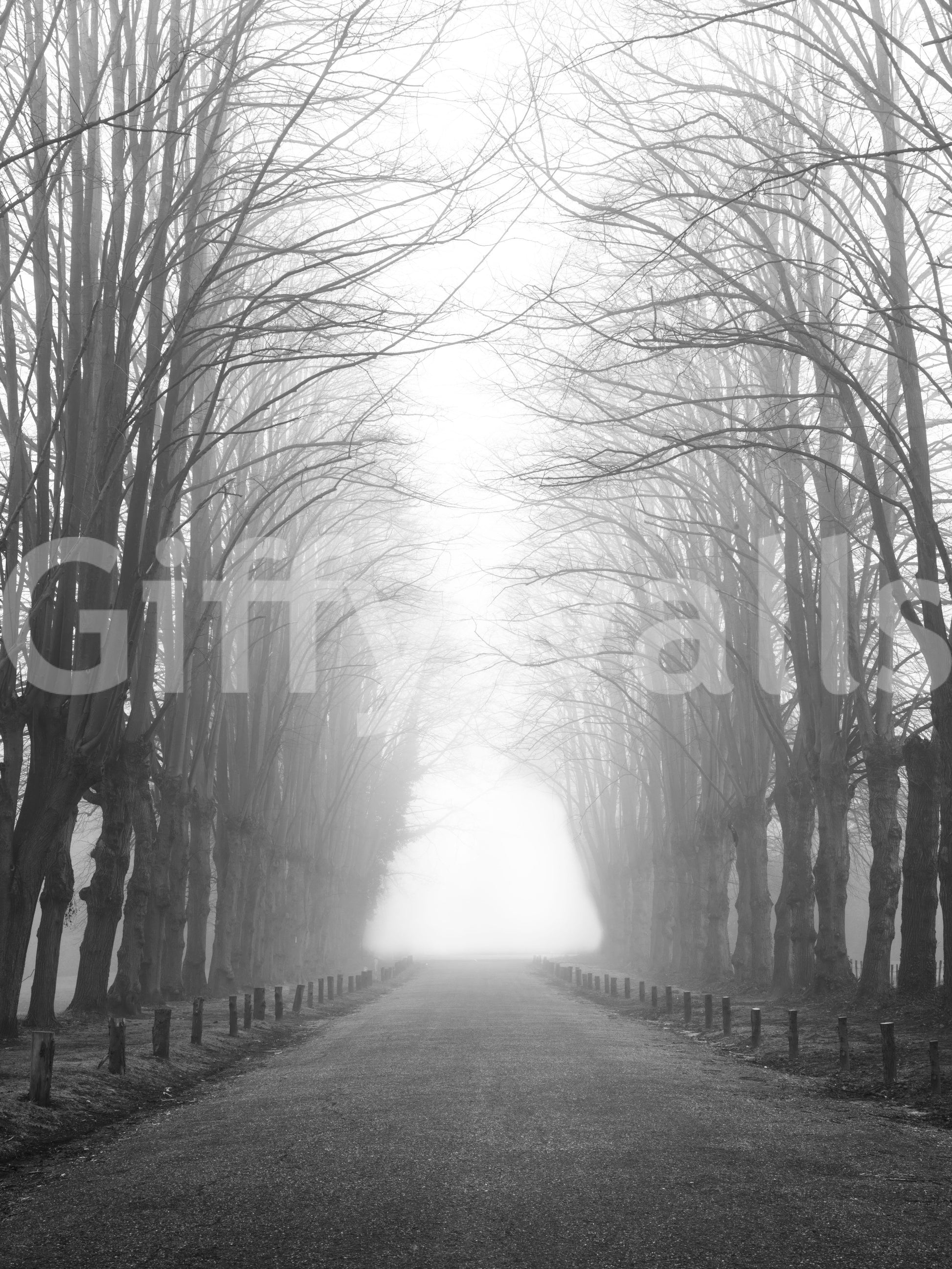 Winter Path of Whispering Trees Wall Mural