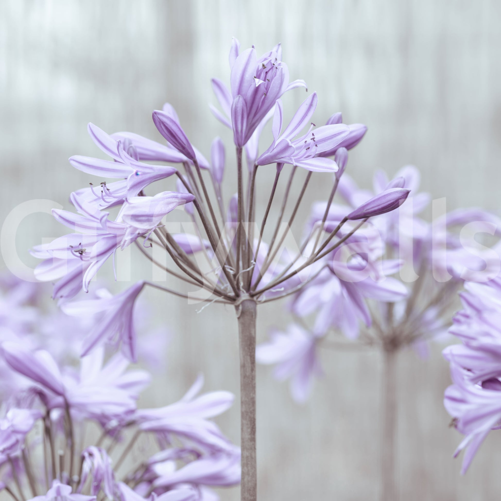 Serene Lilac Agapanthus Blossoms Wall Mural