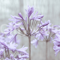 Serene Lilac Agapanthus Blossoms Wall Mural