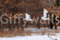 Winter Sanctuary of Hokkaido Wall Mural