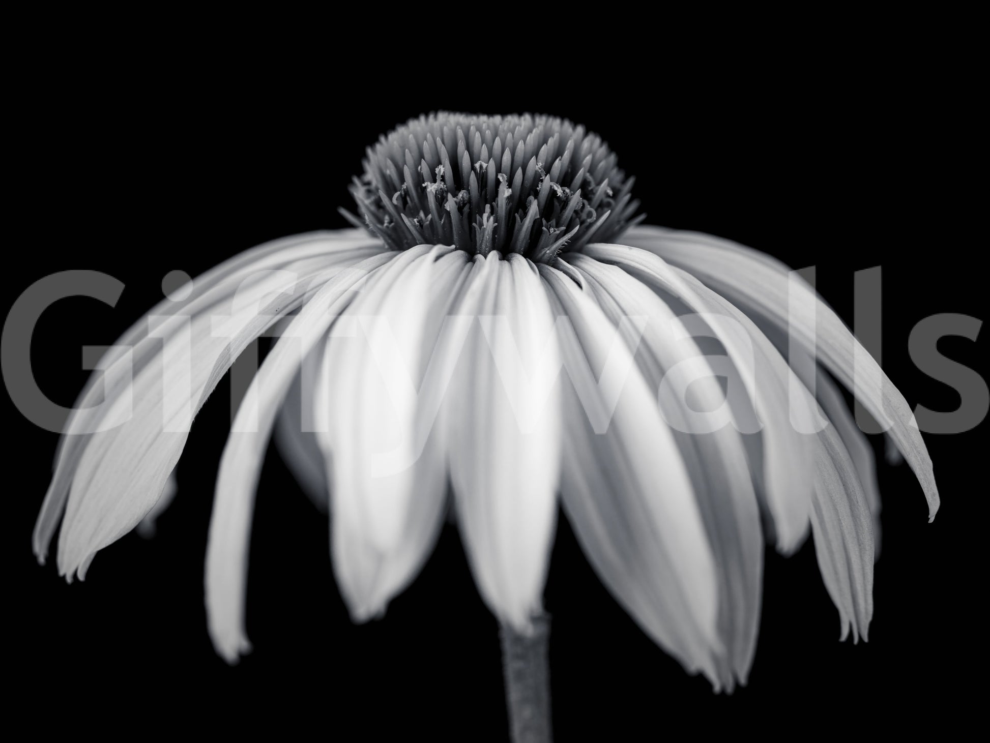 Monochrome Echinacea Bloom Wall Mural