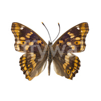 Amber Winged Monarch Wall Mural