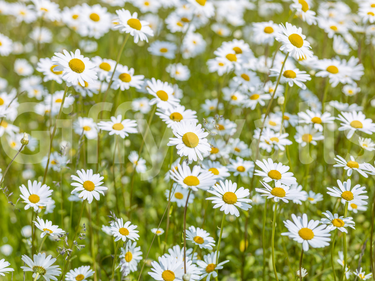 Sunlit Daisy Meadow Wall Mural