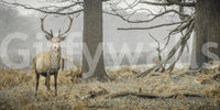 Majestic Woodland Stag in Misty Forest Wall Mural