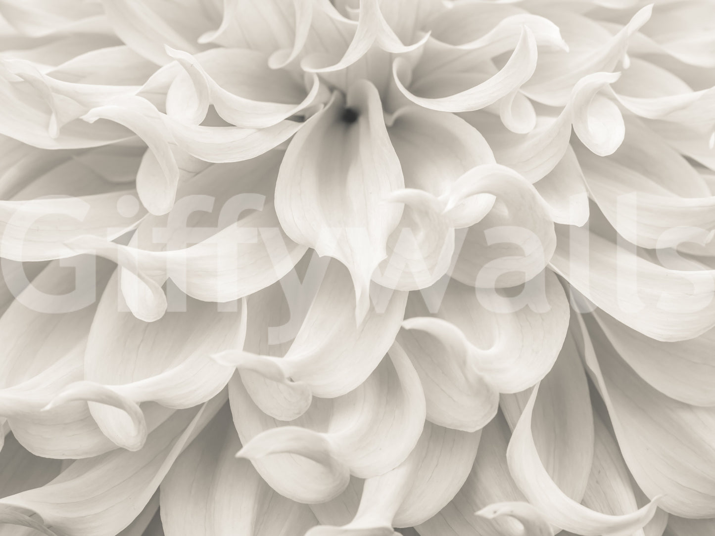 Cream Petal Macro Flow Wall Mural