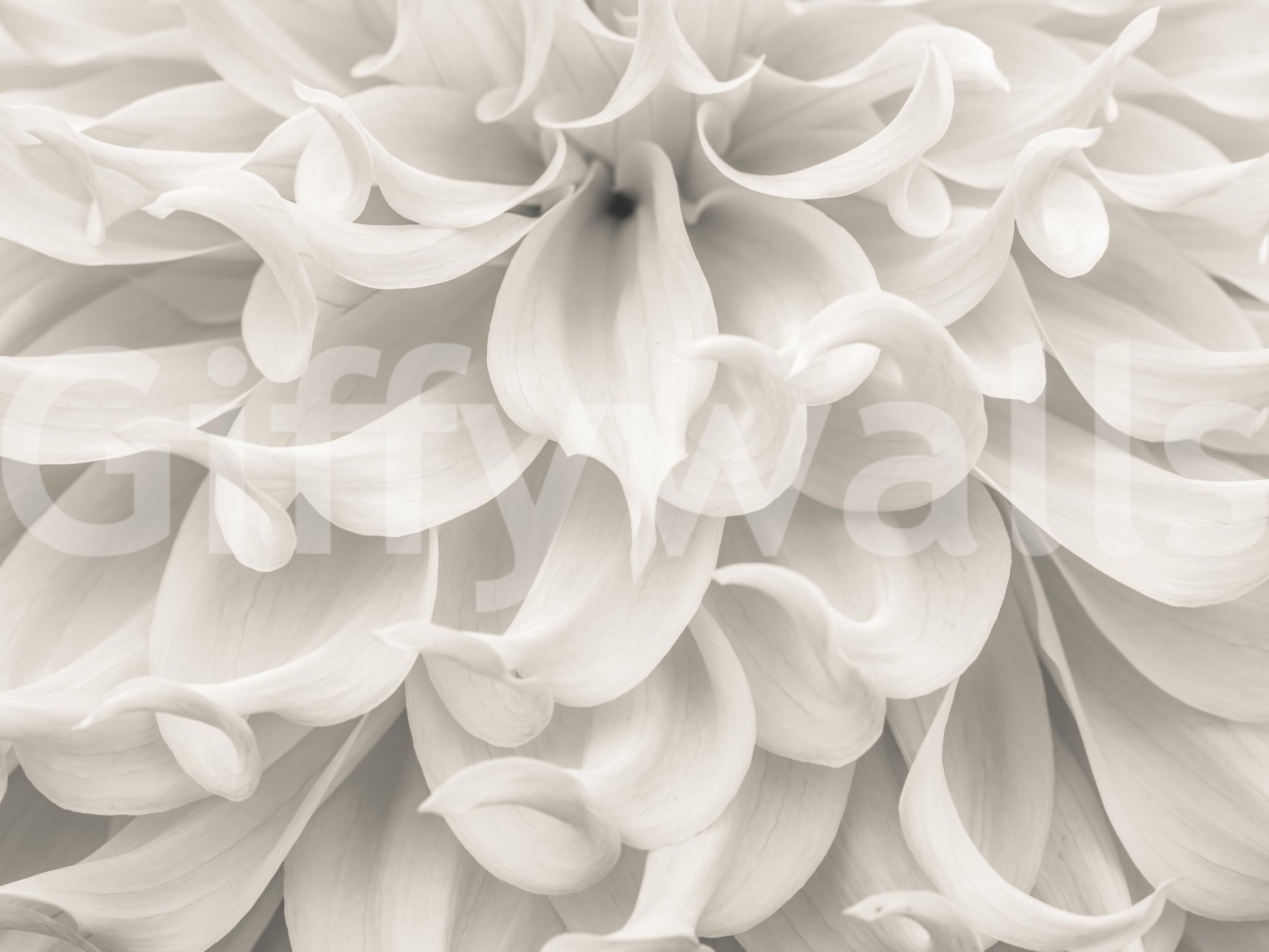 Cream Petal Macro Flow Wall Mural