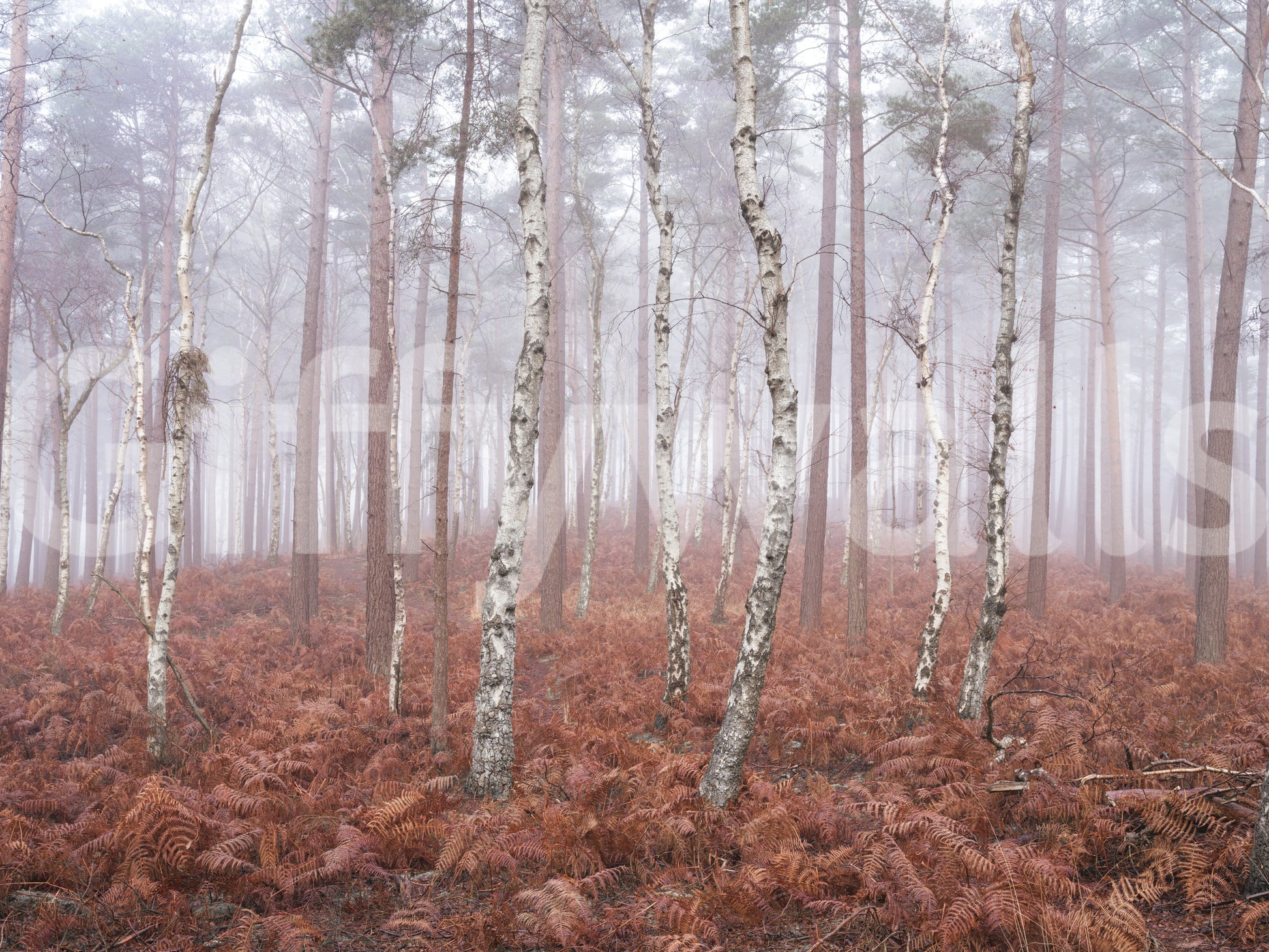 Misty Woodland Awakening Wall Mural