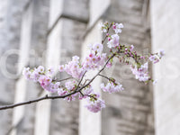 Spring Blossom Branch Wall Mural