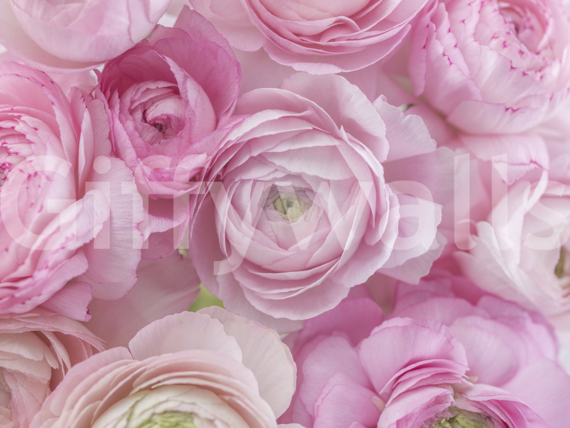 Soft Pink Ranunculus Bloom Wall Mural