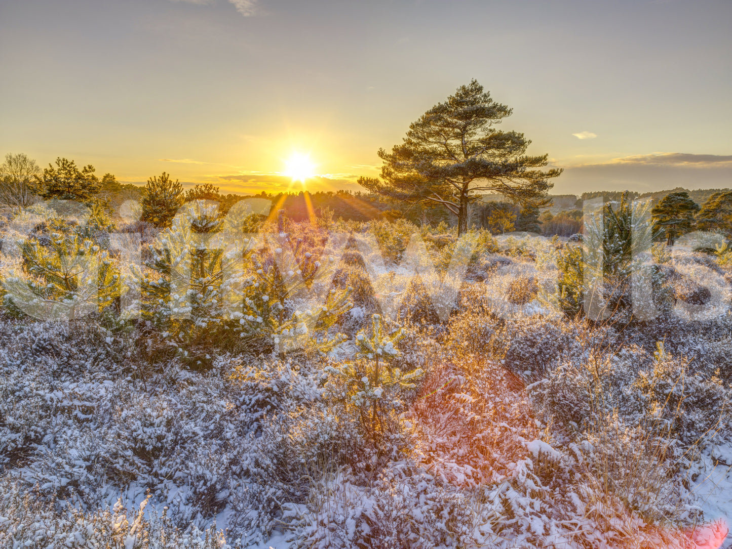 Frosty Morning Woodland Glow Wall Mural