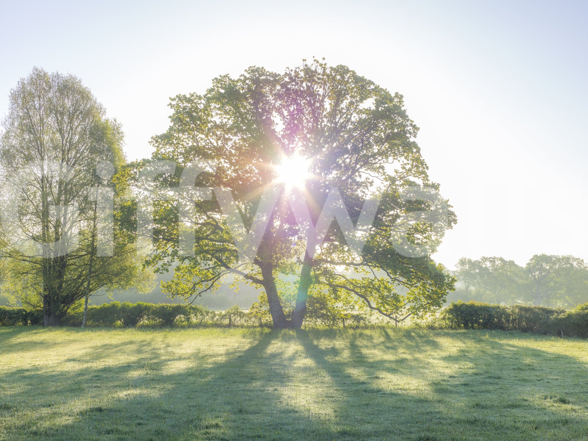 Golden Hour Meadow Canopy Wall Mural