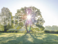 Golden Hour Meadow Canopy Wall Mural